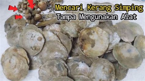 Cara Mudah Mencari Kerang Batu Dan Kerang Simping Di Pantai YouTube