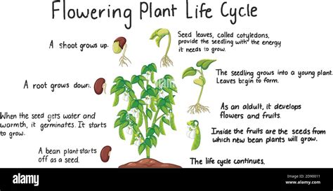 Life Cycle Of A Flowering Plant