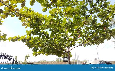 The Leaves of the Ketapang Tree are Shady and Beautiful Stock Image - Image of maple, autumn ...