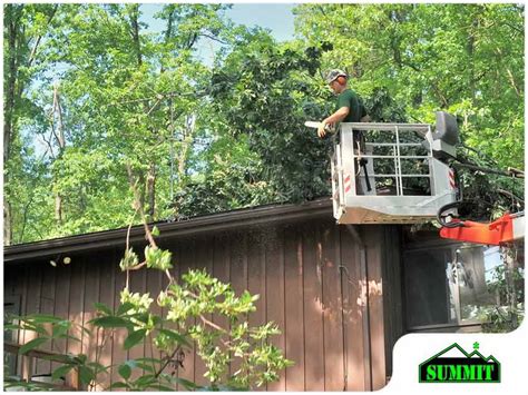 How Can Trees Damage Your Roof And Home