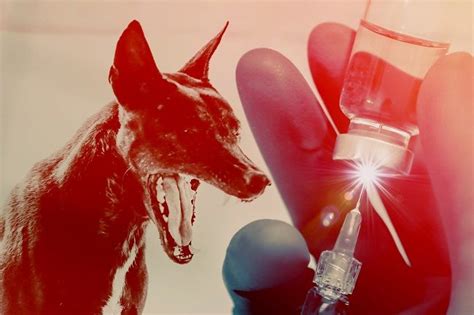 Rabies Gejala Penyebab Dan Pengobatan Alodokter