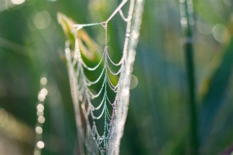 Teia De Aranha Gotas Orvalho Foto Gratuita No Pixabay Pixabay