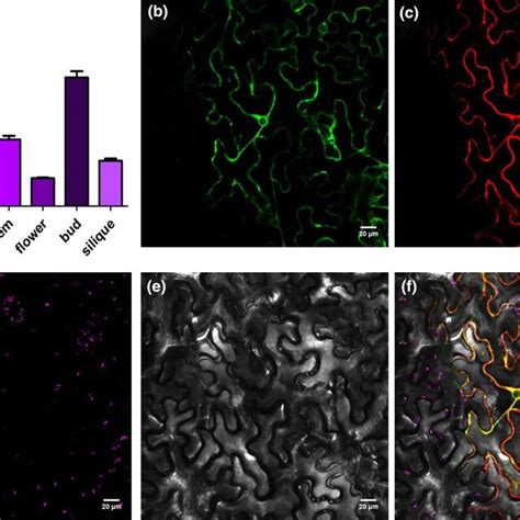 The Spatial Expression Pattern And Subcellular Localization Analysis Of