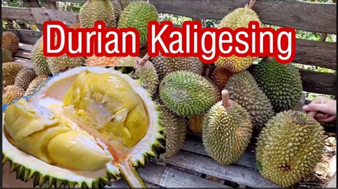 BERBURU DURIAN Dan Pete Di Daerah Kaligesing Purworejo YouTube