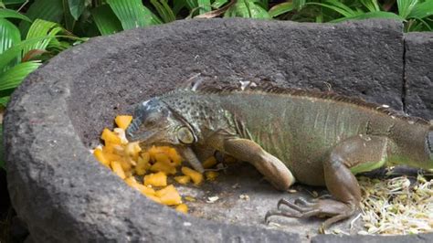 "Big Iguana" Images – Browse 38 Stock Photos, Vectors, and Video ...