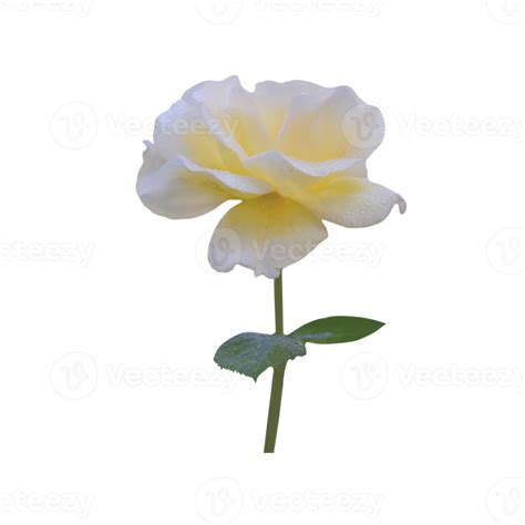 White Rose With Stem Png