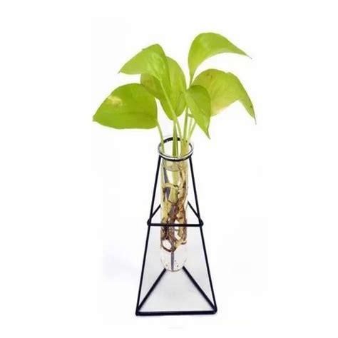 Triangle Geometric Glass Tube Terrarium Size 9 5x15cm At Rs 339 Piece In Bengaluru