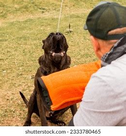 Cane Corso Dog Being Trained On Stock Photo 2333780465 | Shutterstock