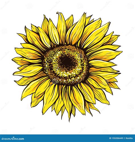 Sunflower Close Up Hand Drawn Vector Illustration Stock Vector