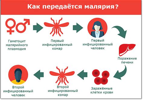 Малярия: симптомы, профилактика, лечение.