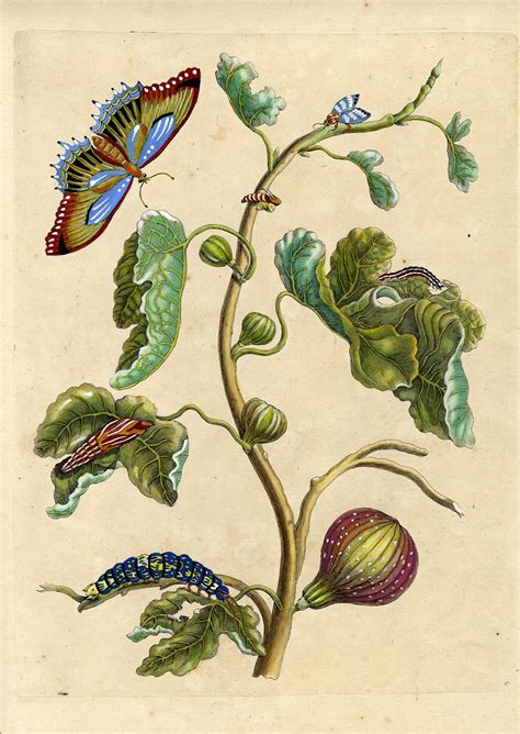 Papaya And Moth Metamorphosis 18th C Hand Colored Engraving By Maria