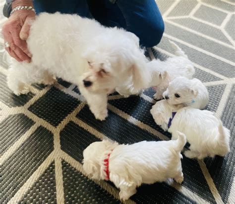 Maltese - C Zanardi - PetsForHomes
