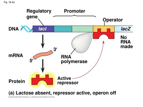 PPT Ch 18 Regulation Of Gene Expression PowerPoint Presentation