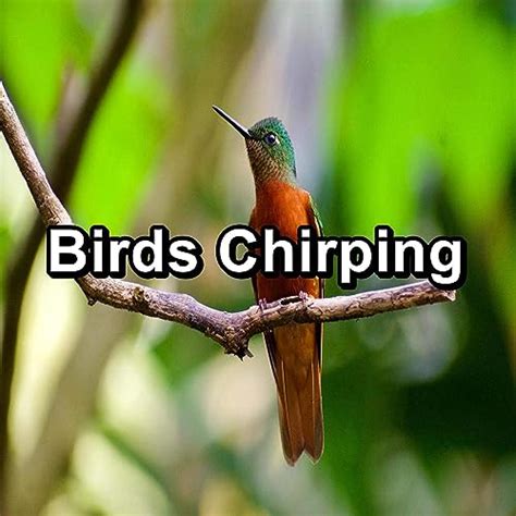 Birds Chirping by Bird Sounds & Nature Bird Sounds & Bird Sounds 2016 ...