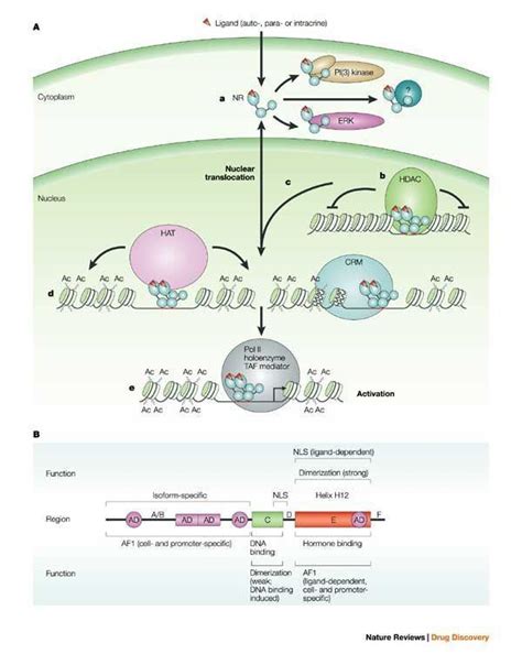 Nuclear Receptor Alchetron The Free Social Encyclopedia