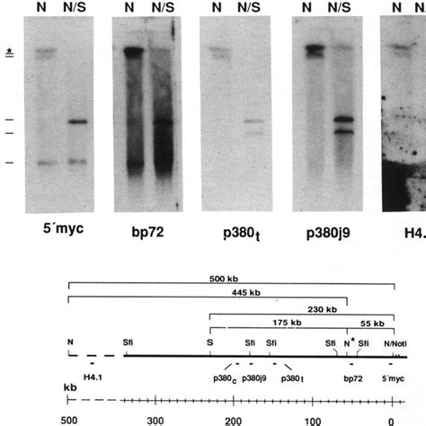 A Physical Map Of The Human Igh Locus Bars Probes 0 Igh Intron Download Scientific Diagram