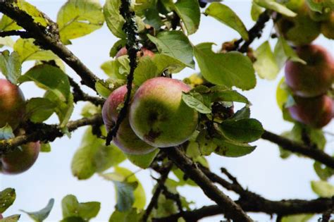 Fotos Gratis Rbol De Frutas Rbol Hoja Verde Fruta Flor