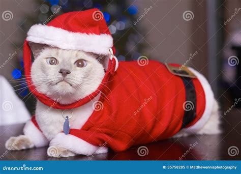 Cat In Santa Claus Costume Stock Afbeelding Image Of Kleur 35758285