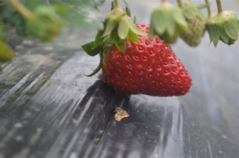 平塘縣落良村生態草莓採摘體驗園的草莓熟了！又大又紅！ 每日頭條