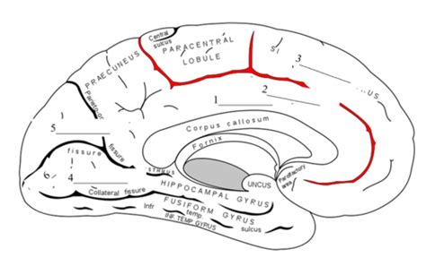 Chapter 2- neuroanatomy diagrams Flashcards | Quizlet