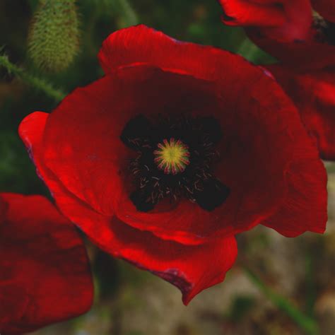 Poppy 4k Red Flower Hd Wallpaper Rare Gallery