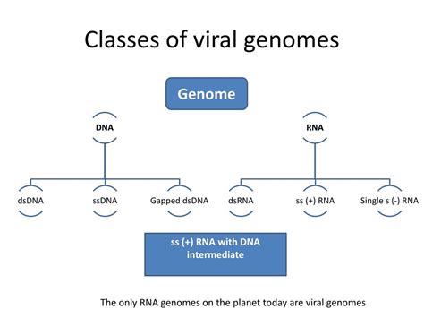 Ppt Virus Structure Genome Powerpoint Presentation Free Download