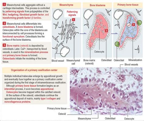 Osteogenesis Basicmedical Key