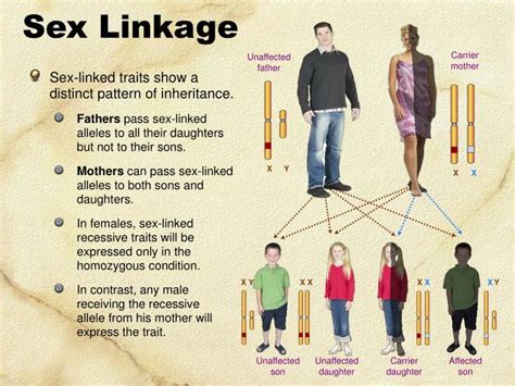 Ppt Sex Linkage Powerpoint Presentation Free Download Id 1723421