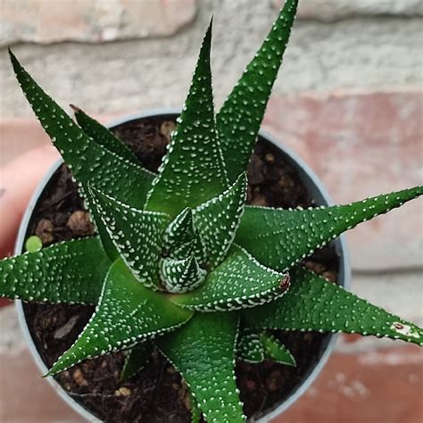 Haworthia Attenuata Var Radula Giromagi Cactus