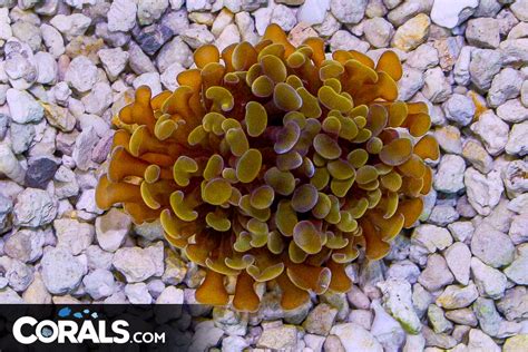 Branching Hammer Frag Indo Orange Corals