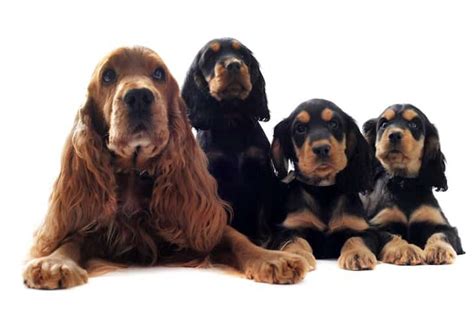 Temperamento Del Cocker Spaniel Inglés E Información Sobre El Cachorro