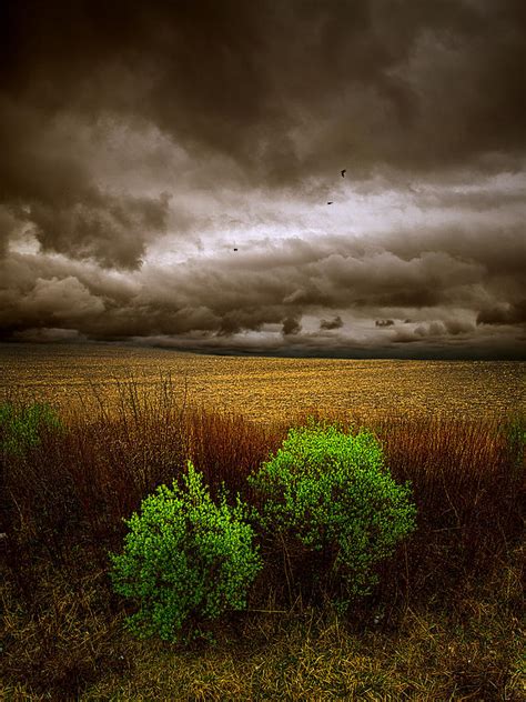 Two Bushes Photograph By Phil Koch Fine Art America