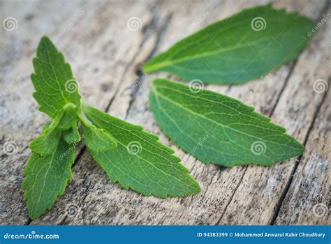 Stevia Leaves Stock Image Image Of Rebaudiana Health 94383399