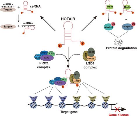 Frontiers LncRNA HOTAIR A Potential Prognostic Factor And