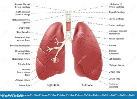 Anatomia Płuc Z Napisem Wewnętrzne Organy Ludzkiego Ciała Wyizolowane