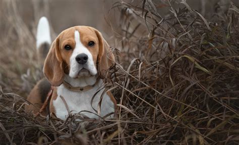 Lapin De Garenne Aux Chiens Courants Une Chasse Passionnante