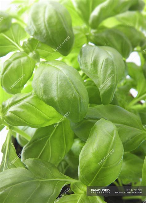 Fresh basil leaves — uncooked, Healthy Eating - Stock Photo | #147711779