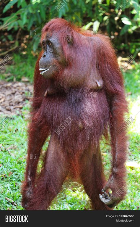 Confused Orangutan