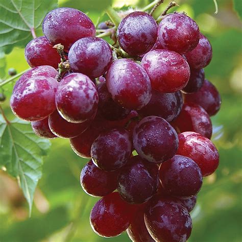 Catawba Grapes - 1 Plant - 8962194 | HSN