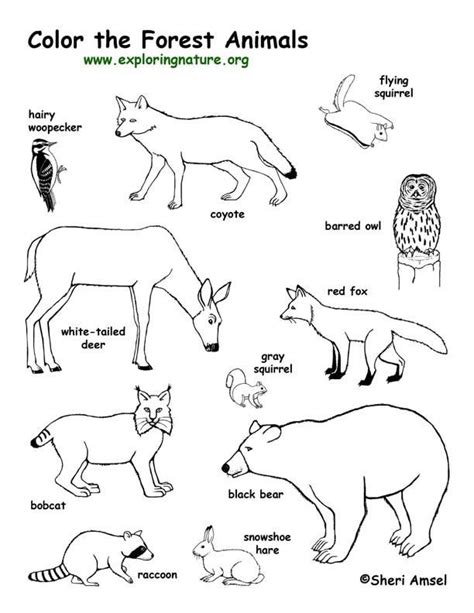 Wildlife Coloring Pages Coloring Home