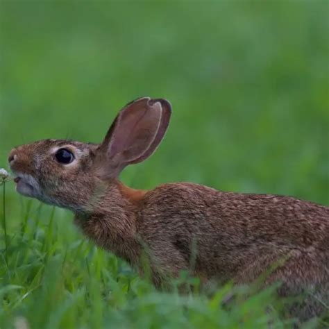 Eastern Cottontail - Facts, Diet, Habitat & Pictures on Animalia.bio