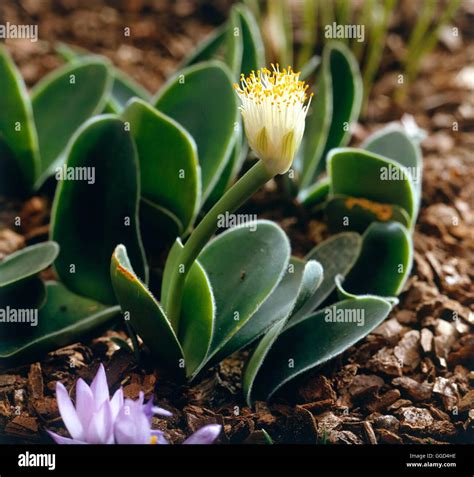 Haemanthus Albiflos Agm Bul Stock Photo Alamy