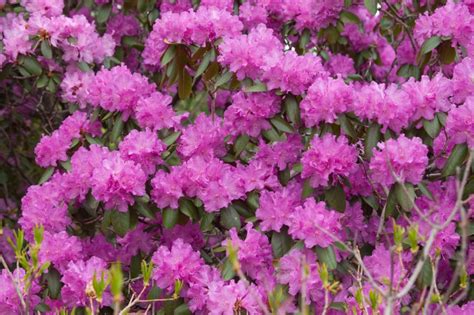 P J M Rhododendron Plant Something Montana