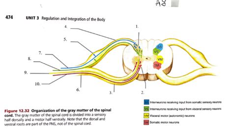 8b Pns Spinal Nerves Prep Flashcards Quizlet