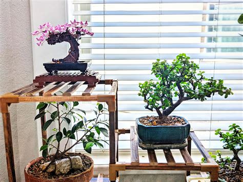 10000 Best R Bonsai Images On Pholder My Office