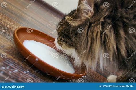Cat Drinking Milk Stock Image Image Of Lick Supper 110301263