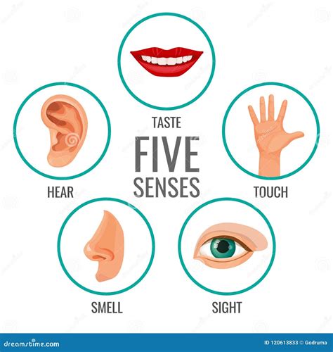 Five Senses Of Human Perception Poster Icons. Taste And Hear Cartoon Vector | CartoonDealer.com ...