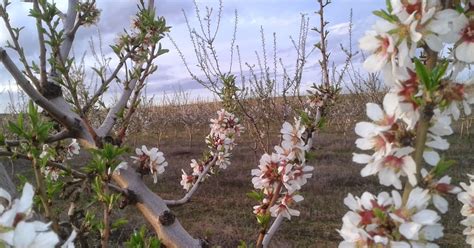 Granja ecológica Tornacoz ALMENDROS ECOLÓGICOS BLOG