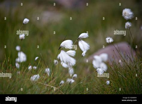 Bog Cotton Wild Flowers Stock Photo Alamy