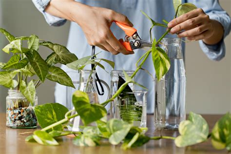 Cuidados De La Planta Tel Fono Esqueleto Huerto En Casa